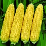 Sadnja bonduelle kukuruza